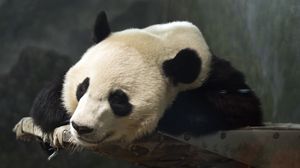 Preview wallpaper panda, head, animal, cute