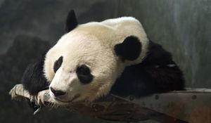 Preview wallpaper panda, head, animal, cute