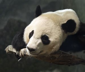 Preview wallpaper panda, head, animal, cute