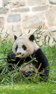 Preview wallpaper panda, leaves, branches, grass, animal