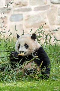 Preview wallpaper panda, leaves, branches, grass, animal