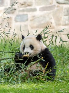 Preview wallpaper panda, leaves, branches, grass, animal