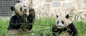 Preview wallpaper panda, leaves, branches, grass, animal