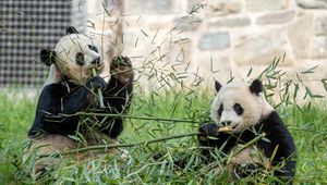 Preview wallpaper panda, leaves, branches, grass, animal