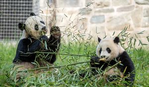 Preview wallpaper panda, leaves, branches, grass, animal