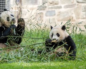 Preview wallpaper panda, leaves, branches, grass, animal
