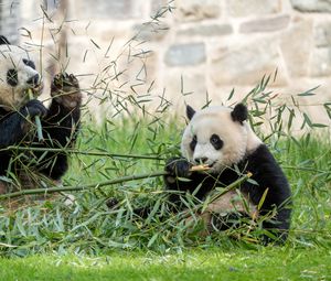 Preview wallpaper panda, leaves, branches, grass, animal