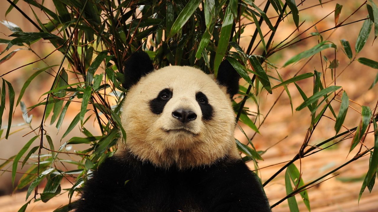 Wallpaper panda, leaves, twigs, grass