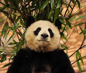 Preview wallpaper panda, leaves, twigs, grass