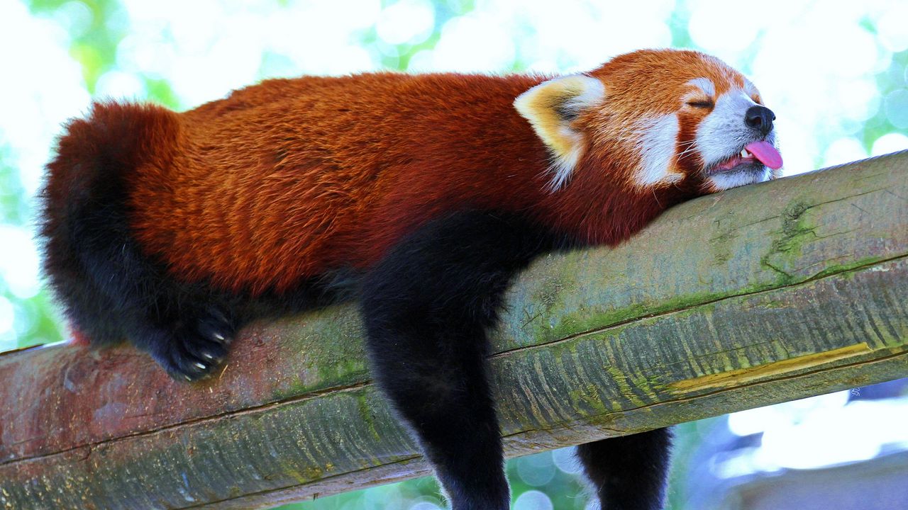 Wallpaper panda, lesser panda, red panda, branch, rest, sleep