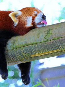 Preview wallpaper panda, lesser panda, red panda, branch, rest, sleep