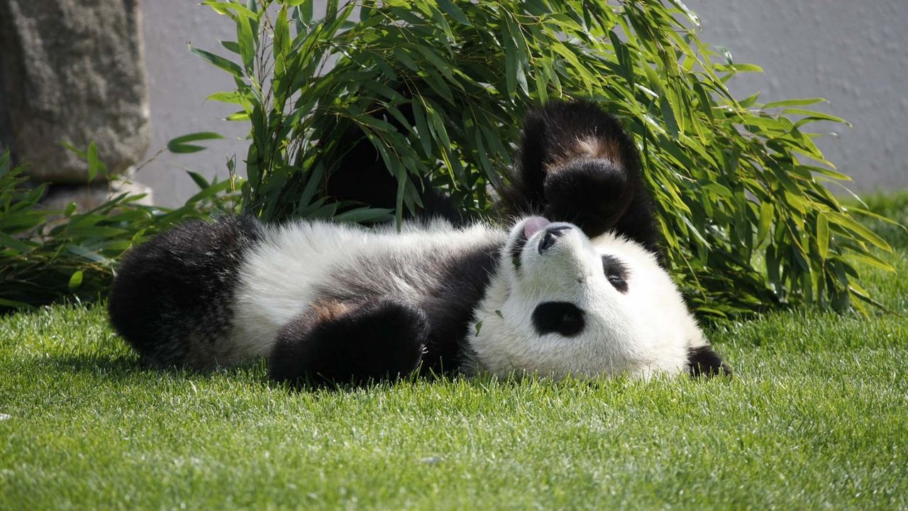 Wallpaper panda, lie, grass