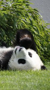 Preview wallpaper panda, lie, grass