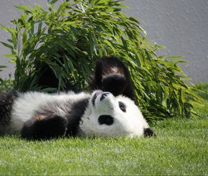 Preview wallpaper panda, lie, grass