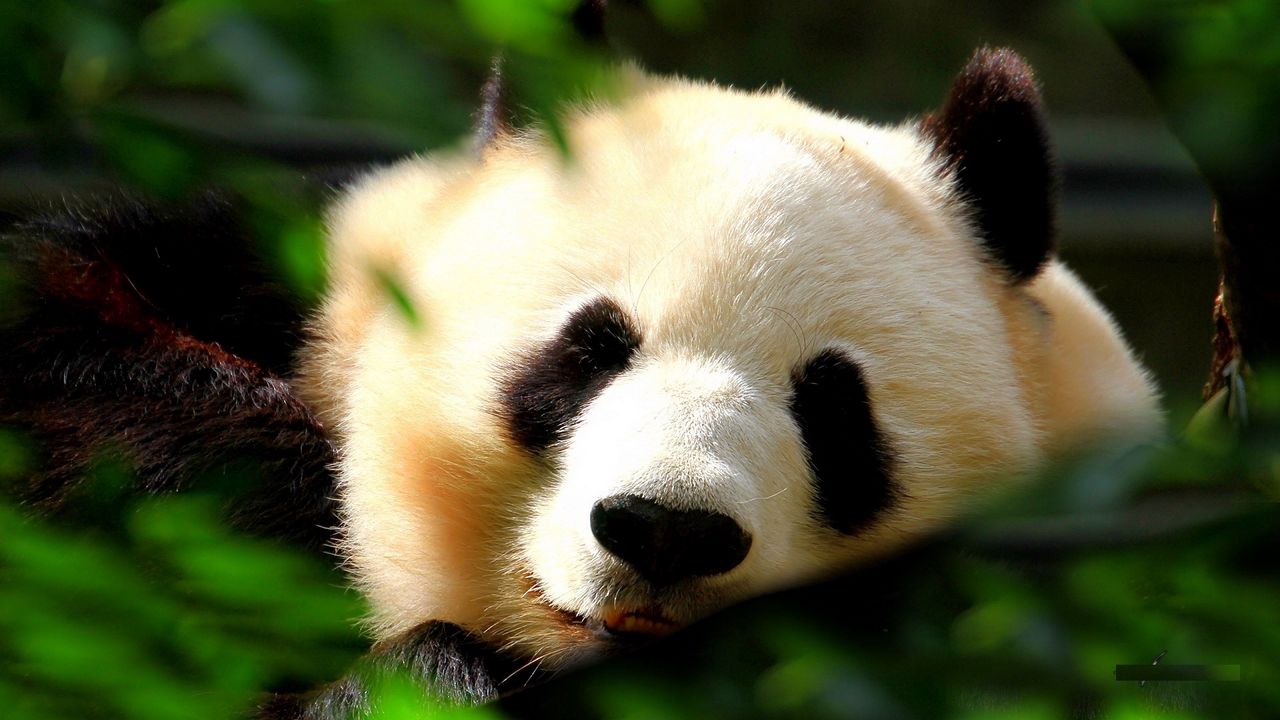 Wallpaper panda, muzzle, grass, sleeping