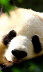 Preview wallpaper panda, muzzle, grass, sleeping