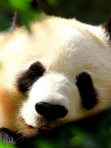 Preview wallpaper panda, muzzle, grass, sleeping