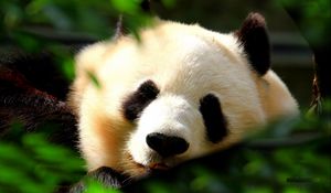 Preview wallpaper panda, muzzle, grass, sleeping