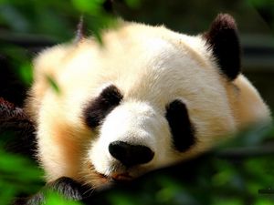 Preview wallpaper panda, muzzle, grass, sleeping
