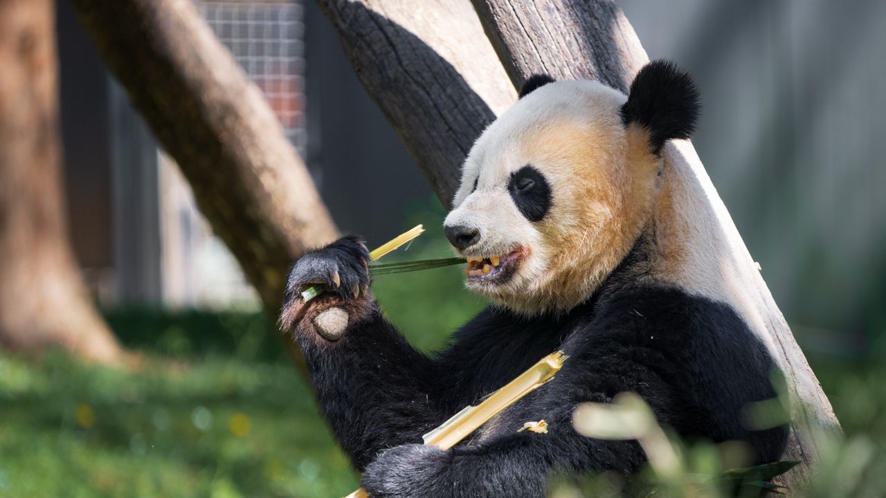 Wallpaper panda, paw, bamboo, animal