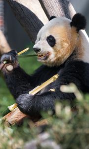Preview wallpaper panda, paw, bamboo, animal
