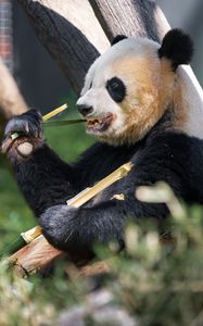 Preview wallpaper panda, paw, bamboo, animal