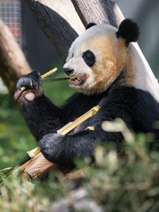 Preview wallpaper panda, paw, bamboo, animal