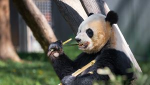 Preview wallpaper panda, paw, bamboo, animal