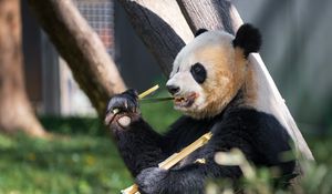 Preview wallpaper panda, paw, bamboo, animal