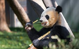 Preview wallpaper panda, paw, bamboo, animal
