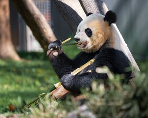 Preview wallpaper panda, paw, bamboo, animal