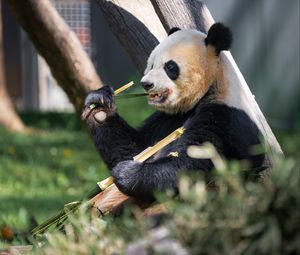 Preview wallpaper panda, paw, bamboo, animal