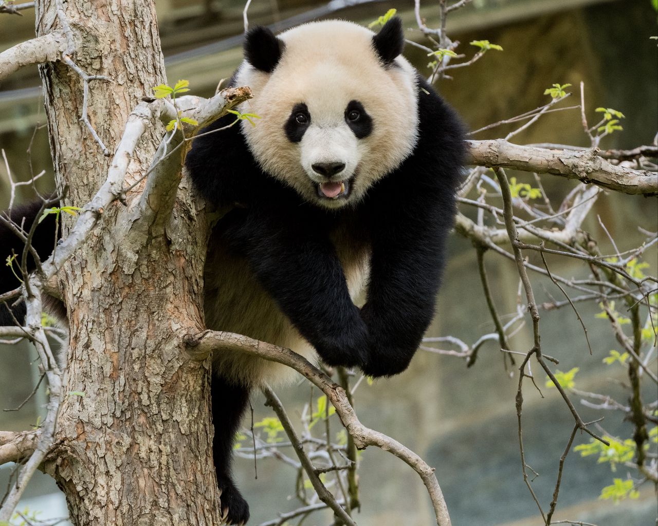 Download wallpaper 1280x1024 panda, pose, tree, wildlife standard 5:4 ...