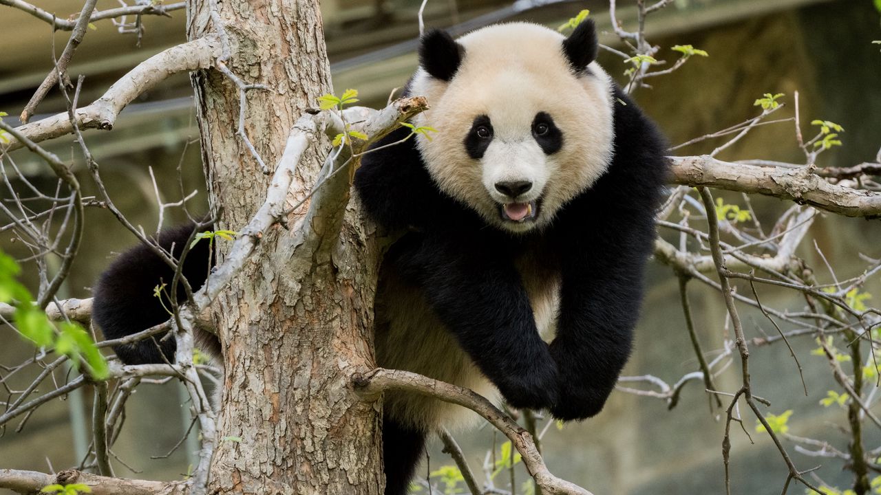 Wallpaper panda, pose, tree, wildlife