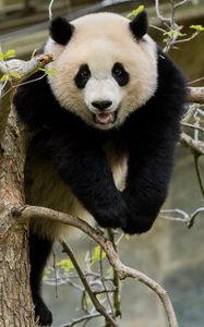 Preview wallpaper panda, pose, tree, wildlife