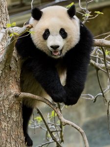Preview wallpaper panda, pose, tree, wildlife