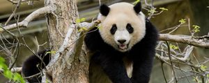 Preview wallpaper panda, pose, tree, wildlife