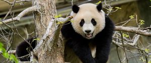 Preview wallpaper panda, pose, tree, wildlife