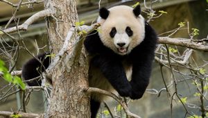 Preview wallpaper panda, pose, tree, wildlife