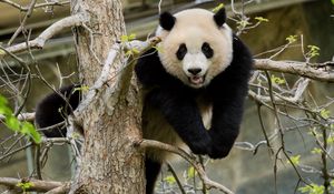 Preview wallpaper panda, pose, tree, wildlife