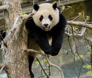 Preview wallpaper panda, pose, tree, wildlife