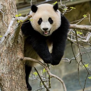 Preview wallpaper panda, pose, tree, wildlife