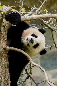 Preview wallpaper panda, pose, tree, wildlife, animal
