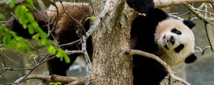 Preview wallpaper panda, pose, tree, wildlife, animal