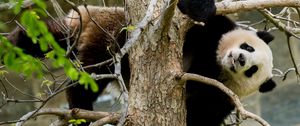 Preview wallpaper panda, pose, tree, wildlife, animal