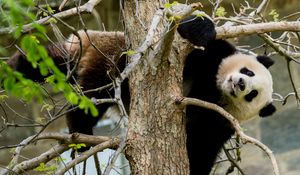 Preview wallpaper panda, pose, tree, wildlife, animal