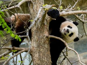 Preview wallpaper panda, pose, tree, wildlife, animal