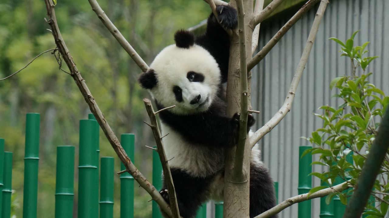 Wallpaper panda, pose, tree, bamboo, nature