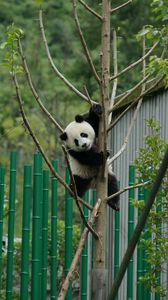Preview wallpaper panda, pose, tree, bamboo, nature