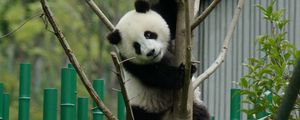 Preview wallpaper panda, pose, tree, bamboo, nature